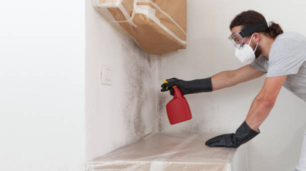 Professional Basement Mold Removal technician working in Canton, GA