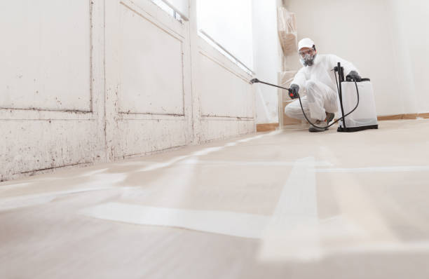 24/7 Emergency Basement Mold Removal experts in Canton, GA