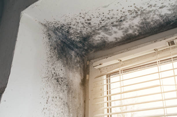 Affordable Basement Mold Removal solutions in Canton, GA